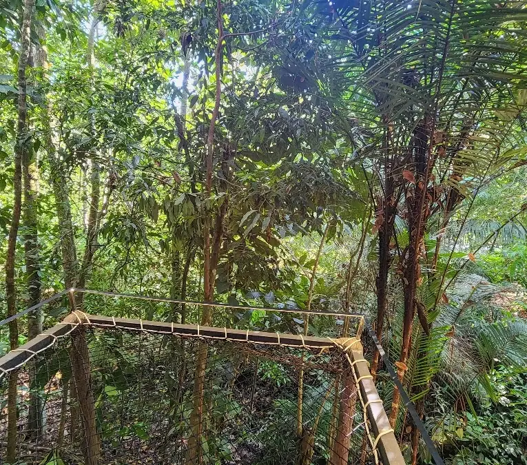 La vida en el bosque de EntreAguas